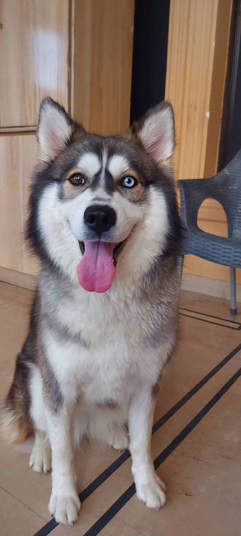 Siberian husky imported breeder female 2