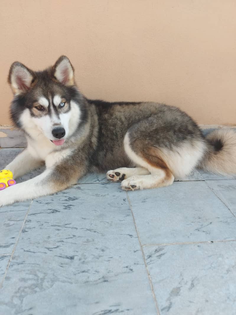 Siberian husky imported breeder female 3