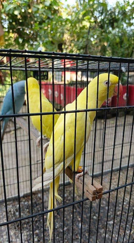 yellow, blue, sky blue lacewings, sun conure 0