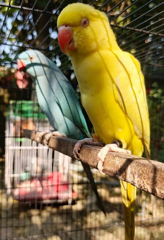 yellow, blue, sky blue lacewings, sun conure 2