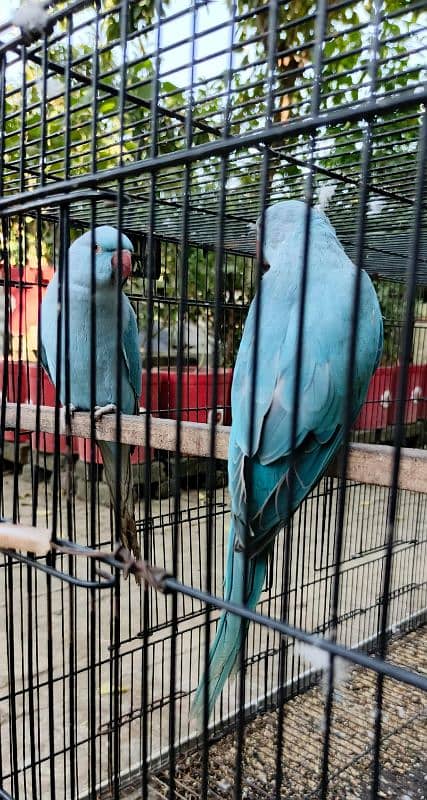 yellow, blue, sky blue lacewings, sun conure 3