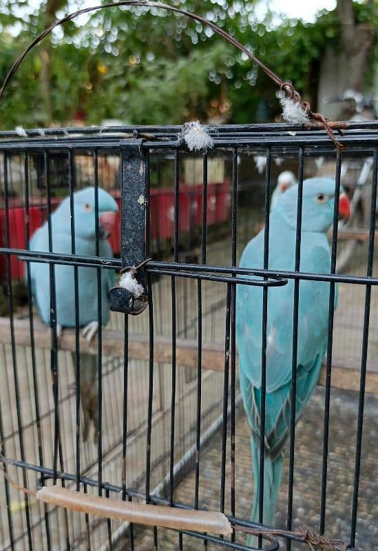 yellow, blue, sky blue lacewings, sun conure 4