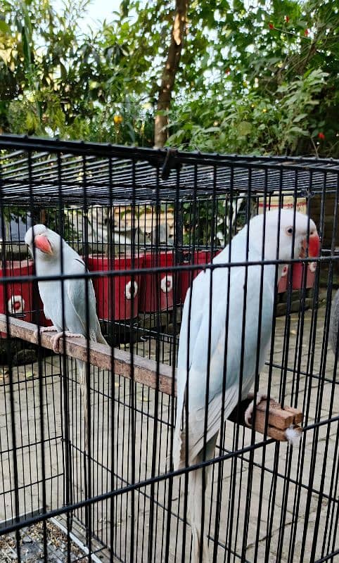 yellow, blue, sky blue lacewings, sun conure 5