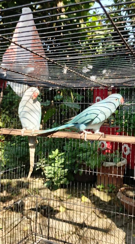 yellow, blue, sky blue lacewings, sun conure 7