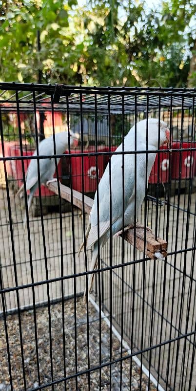 yellow, blue, sky blue lacewings, sun conure 8