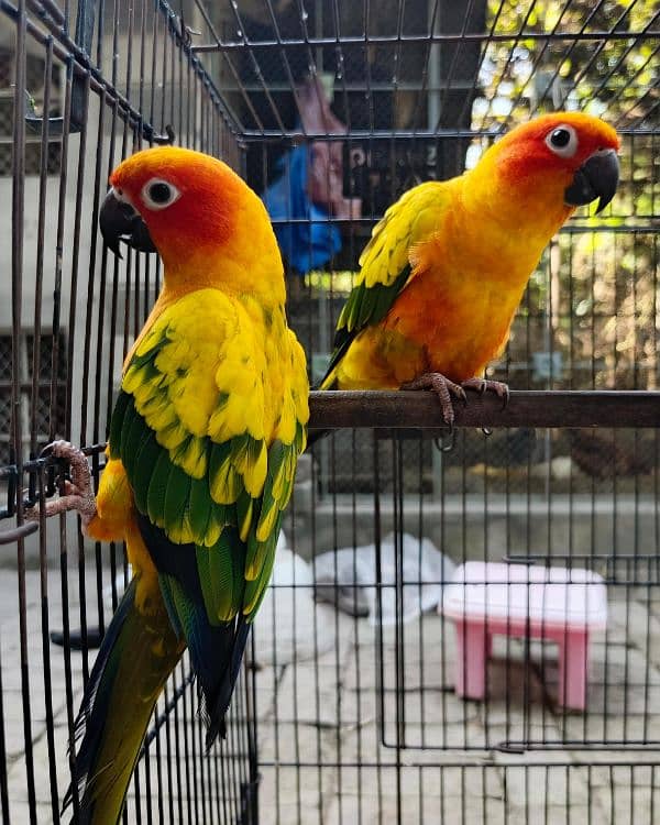 yellow, blue, sky blue lacewings, sun conure 9