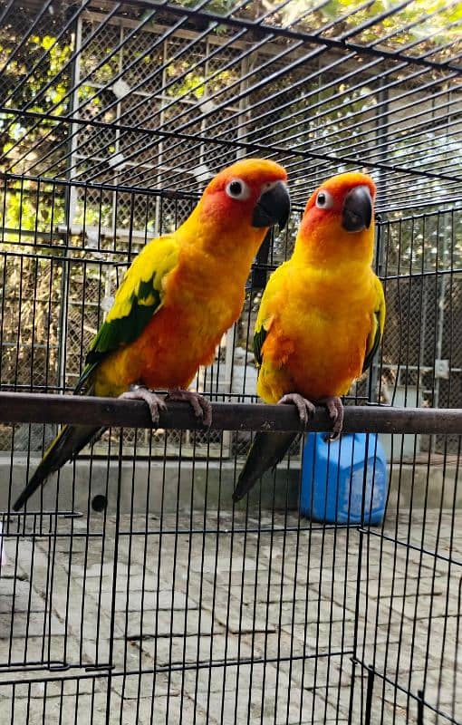 yellow, blue, sky blue lacewings, sun conure 10