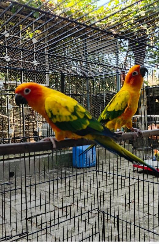 yellow, blue, sky blue lacewings, sun conure 11