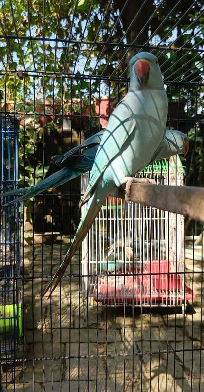 yellow, blue, sky blue lacewings, sun conure 12