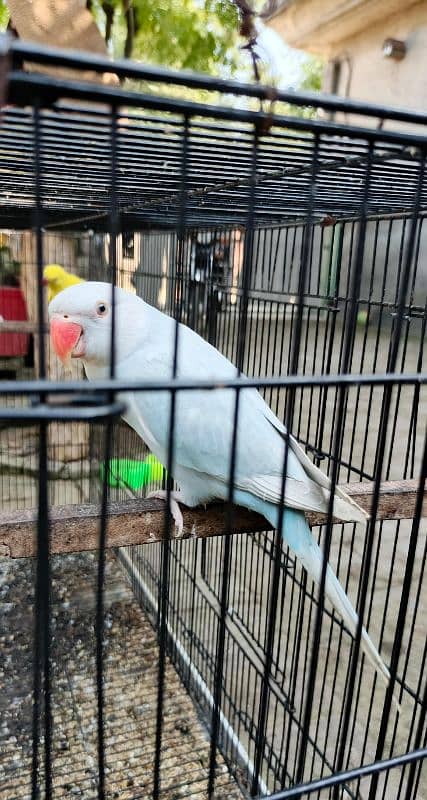 yellow, blue, sky blue lacewings, sun conure 14