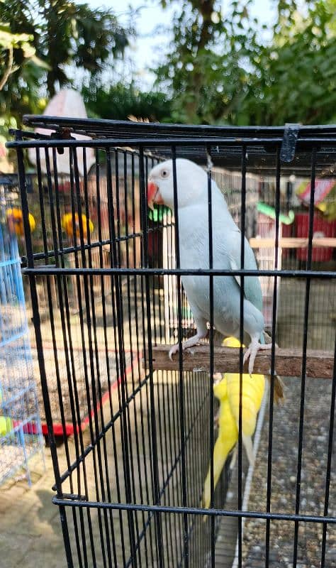 yellow, blue, sky blue lacewings, sun conure 15