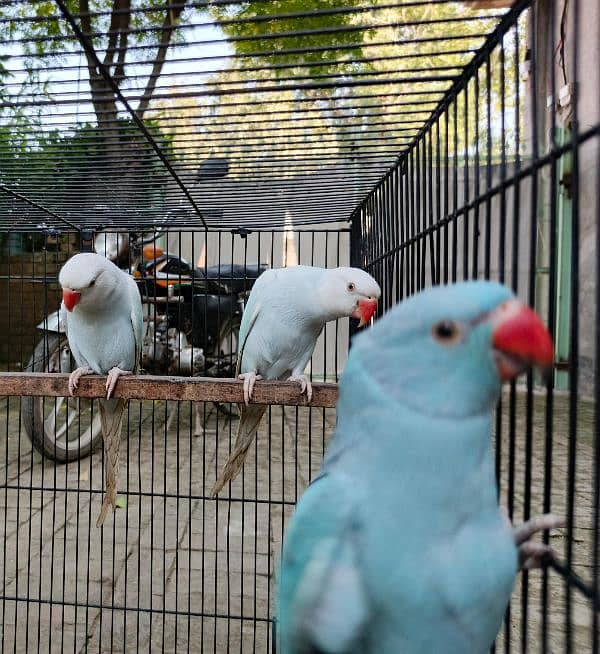 yellow, blue, sky blue lacewings, sun conure 16