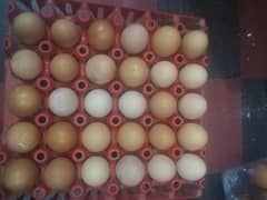 Loman brown egg available dargan 400 kay