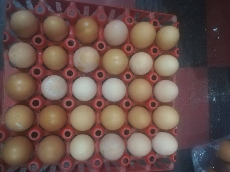 Loman brown egg available dargan 400 kay 1