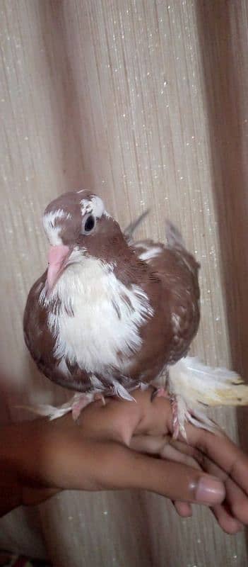 hand tame fancy pigeon 6