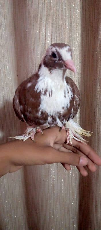 hand tame fancy pigeon 7