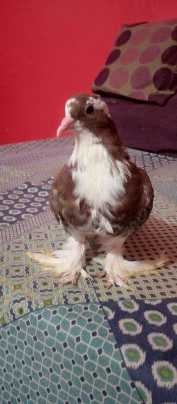 hand tame fancy pigeon 8