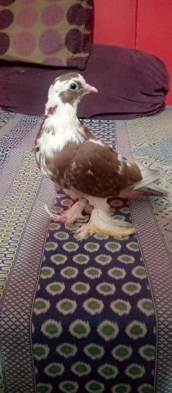 hand tame fancy pigeon 9