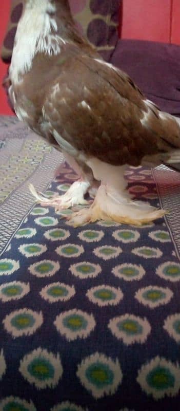 hand tame fancy pigeon 10