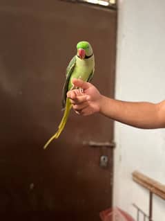 raw parrot for sale 03024088918