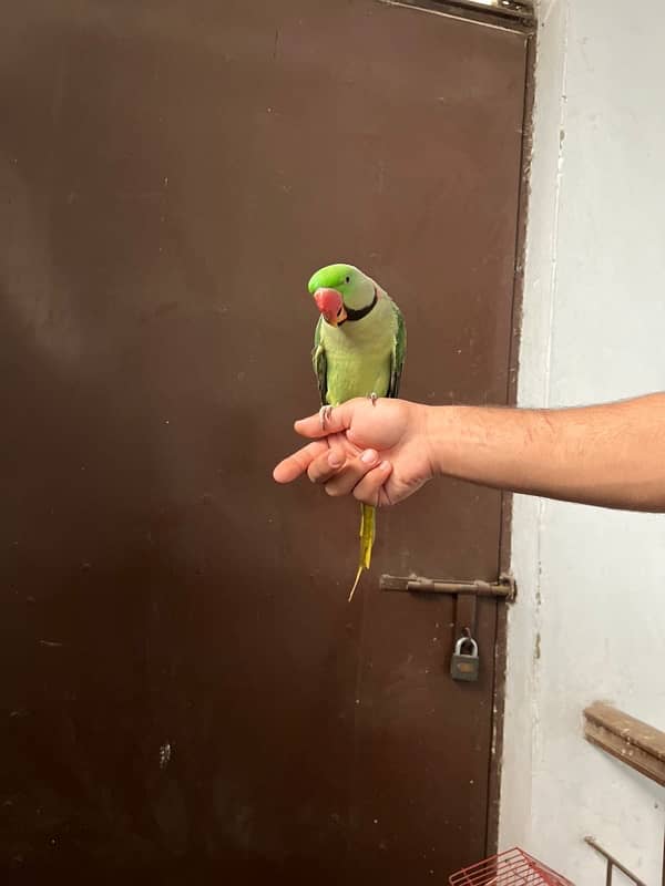 raw parrot for sale 03024088918 1