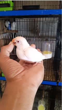 albino red eyes hand tamed