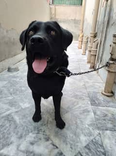 Labrador