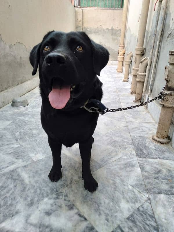 Labrador male 0