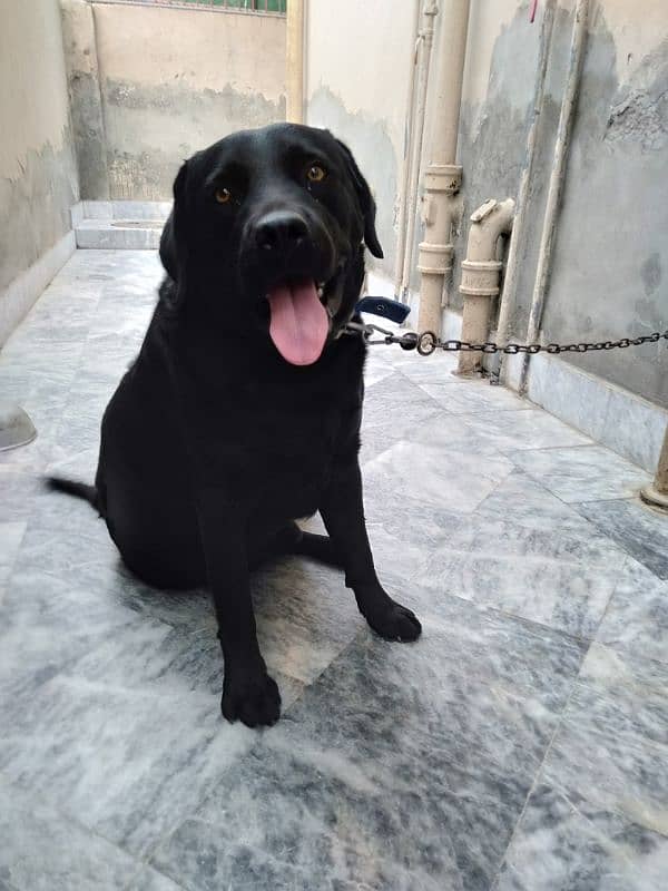 Labrador male 1