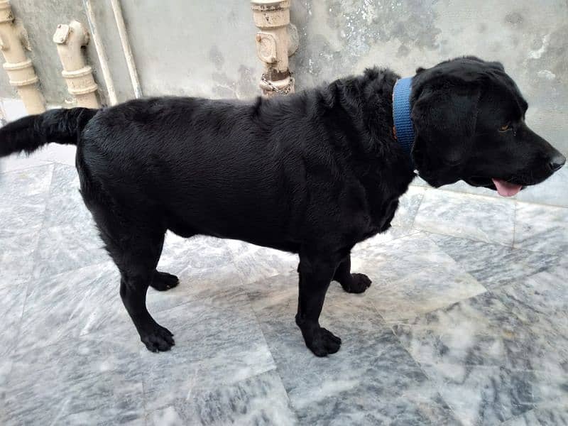 Labrador male 2