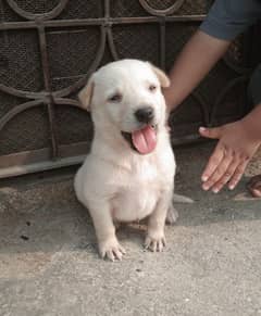 Labra Cuti Puppy 9 days old female