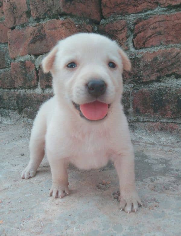 Labra Cuti Puppy 9 days old female 1