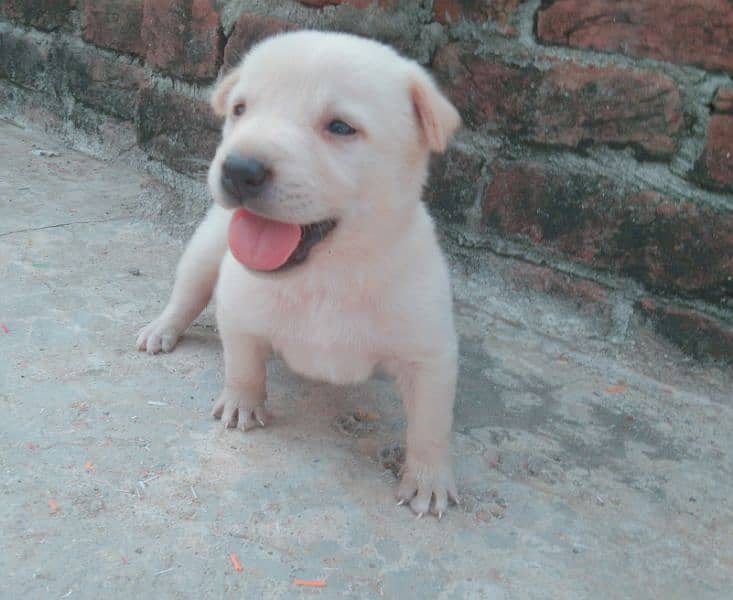 Labra Cuti Puppy 9 days old female 2