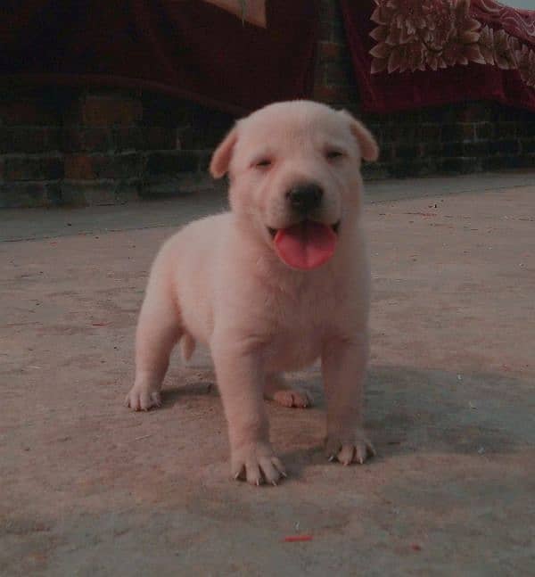 Labra Cuti Puppy 9 days old female 3