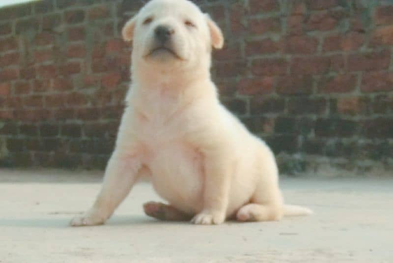 Labra Cuti Puppy 9 days old female 4