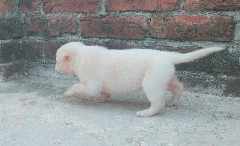 Labra Cuti Puppy 9 days old female 5