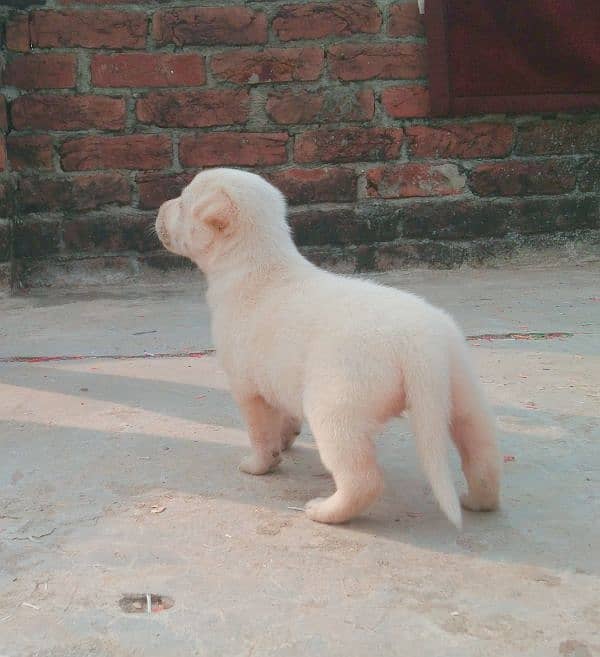 Labra Cuti Puppy 9 days old female 6