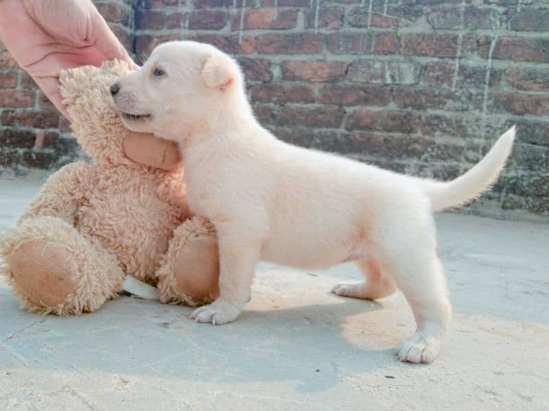 Labra Cuti Puppy 9 days old female 7