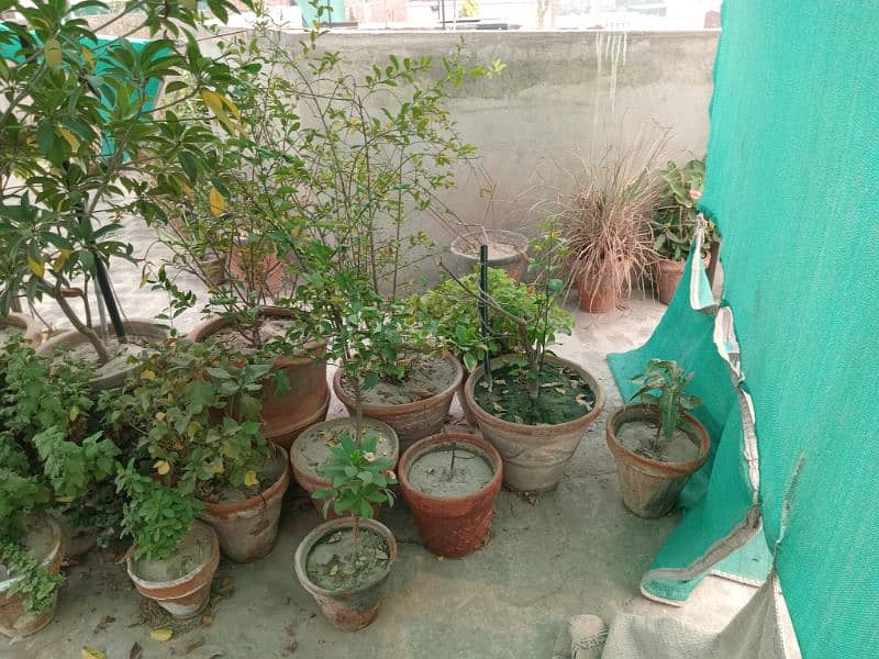 plants.   80+  03029384718 0