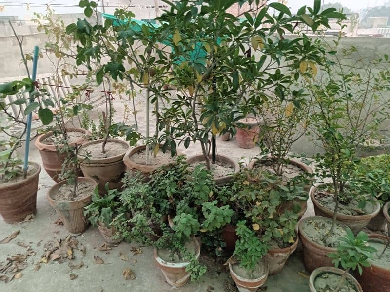 plants.   80+  03029384718 1