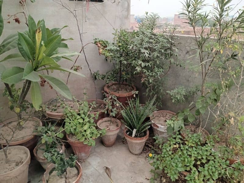 plants.   80+  03029384718 2