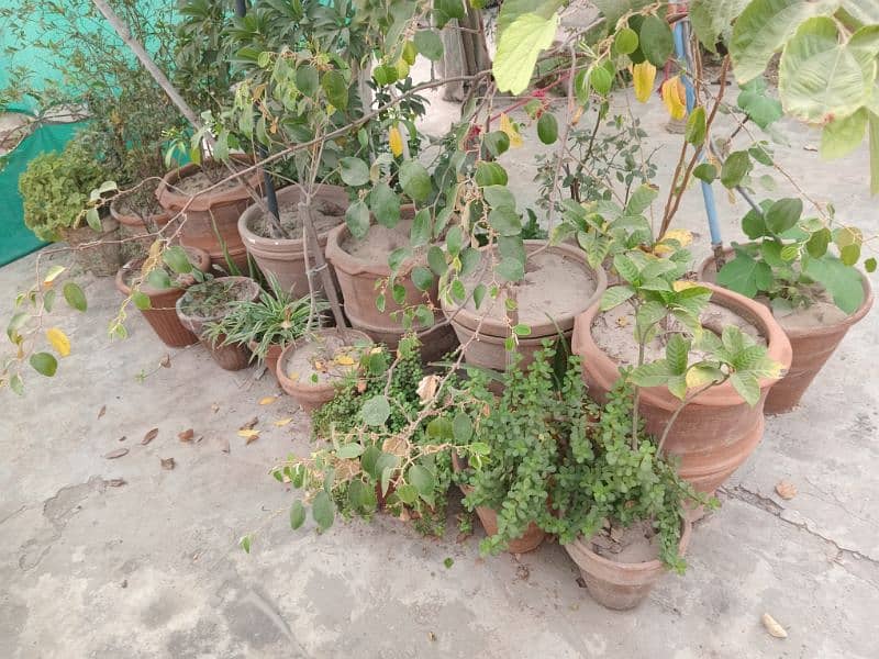 plants.   80+  03029384718 3