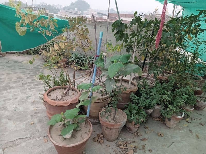 plants.   80+  03029384718 4