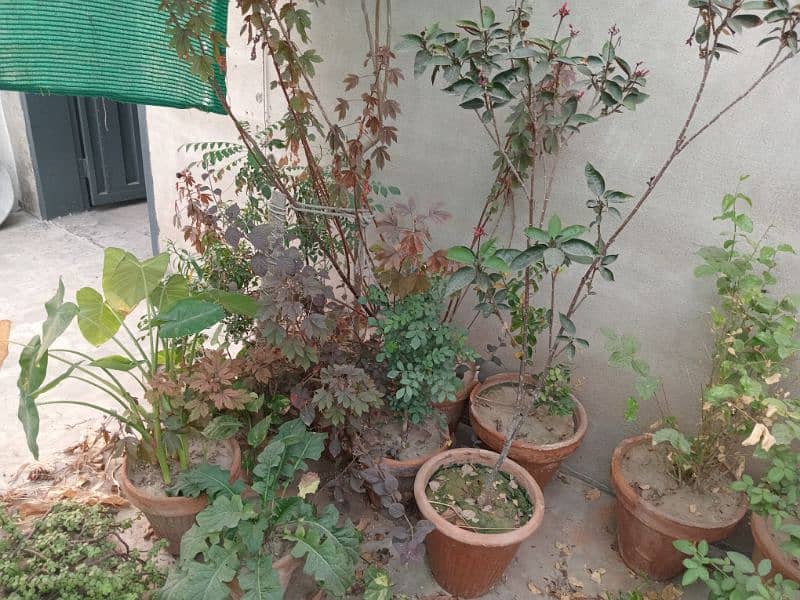 plants.   80+  03029384718 5