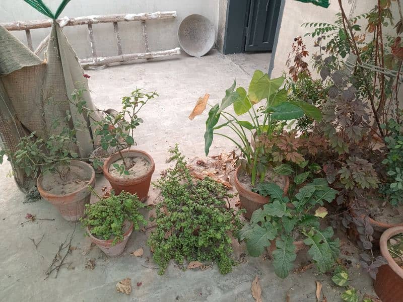 plants.   80+  03029384718 6