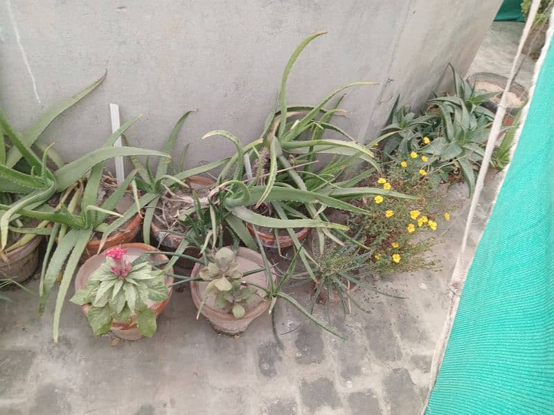 plants.   80+  03029384718 8