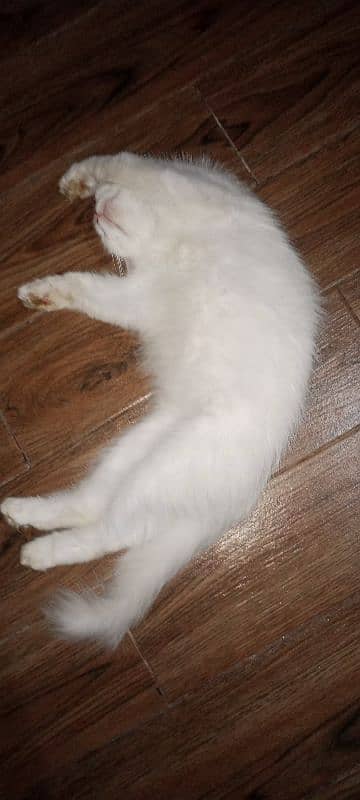 Calico Persian one person baby 10k 1