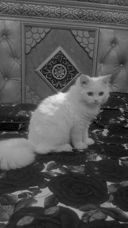 Calico Persian one person baby 10k 3