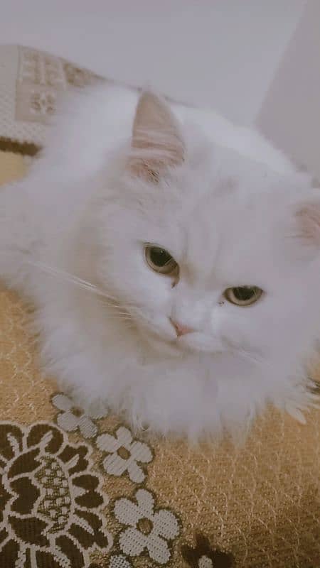 Calico Persian one person baby 10k 4