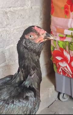 Thai hen